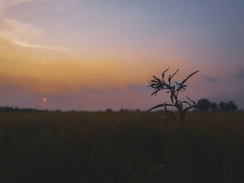 Silhouette plant on field against sky during sunset