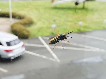 Close-up of insect on glass