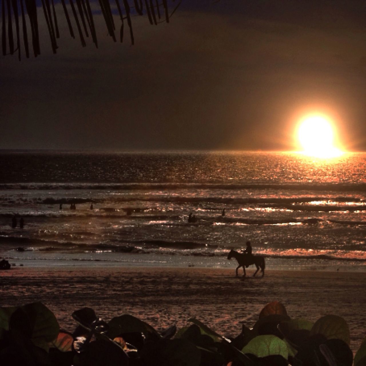 sea, water, sunset, beach, horizon over water, silhouette, shore, domestic animals, animal themes, leisure activity, men, mammal, lifestyles, dog, one animal, scenics, pets, sun, beauty in nature