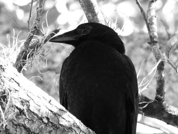 Close-up of bird perching on tree