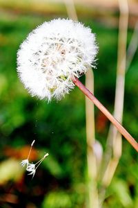 Close-up of insect on flower