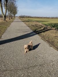 View of a dog on road