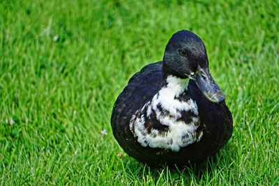 Close-up of black bird sitting on grass