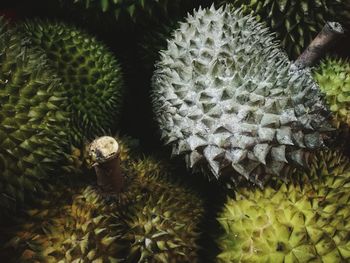 Close-up of cactus