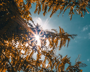 Low angle view of sunlight streaming through tree