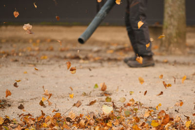 autumn