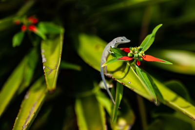 Close-up of insect on flower