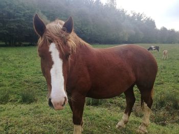 Horse standing on field against sky