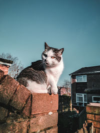 Low angle view of cat sitting against building