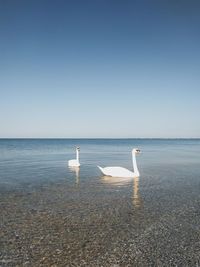 Swan floating on sea against sky