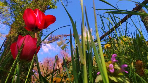 Close-up of red flowers blooming in field