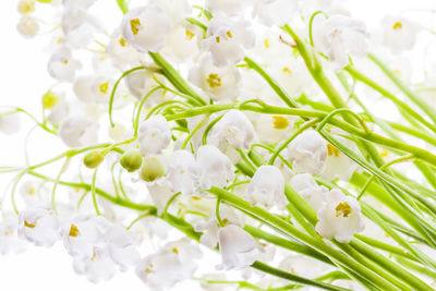 Close-up of white flowering plant