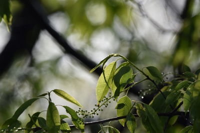 Close-up of fresh green leaves