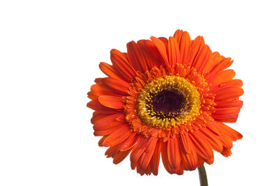 Close-up of orange flower against white background