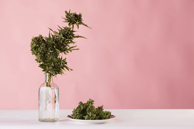 A bouquet of marijuana in a vase on a pink background