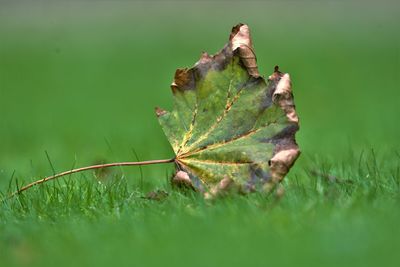 Close-up of dry leaf on field