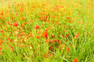 Full frame shot of red poppy flowers in field