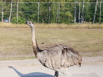 Side view of a bird on field