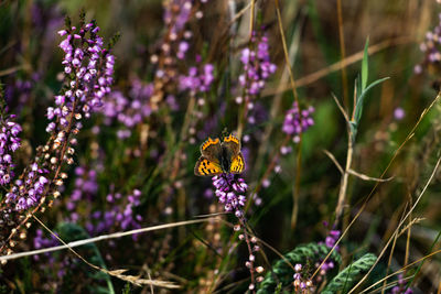 Butterfly pollinating on purple flowering plant