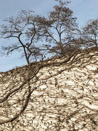 Close-up of tree