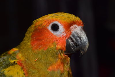 Close-up of parrot