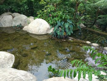 Reflection of rocks in pond