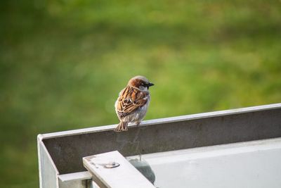 Sparrow perching on roof gutter