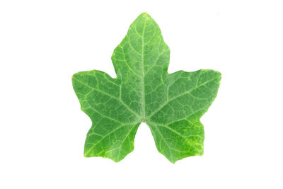 Close-up of leaves against white background