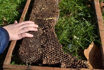 Close-up of hand on damaged beehive