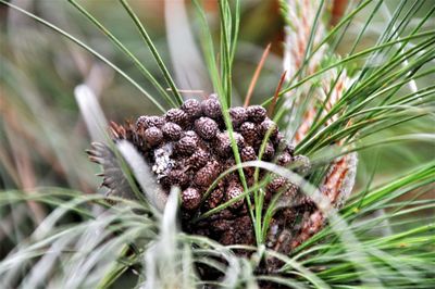 Close-up of pine cone on plant in field