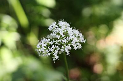 Close-up of white flowering plant on field