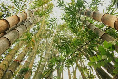 Low angle view of bamboo trees