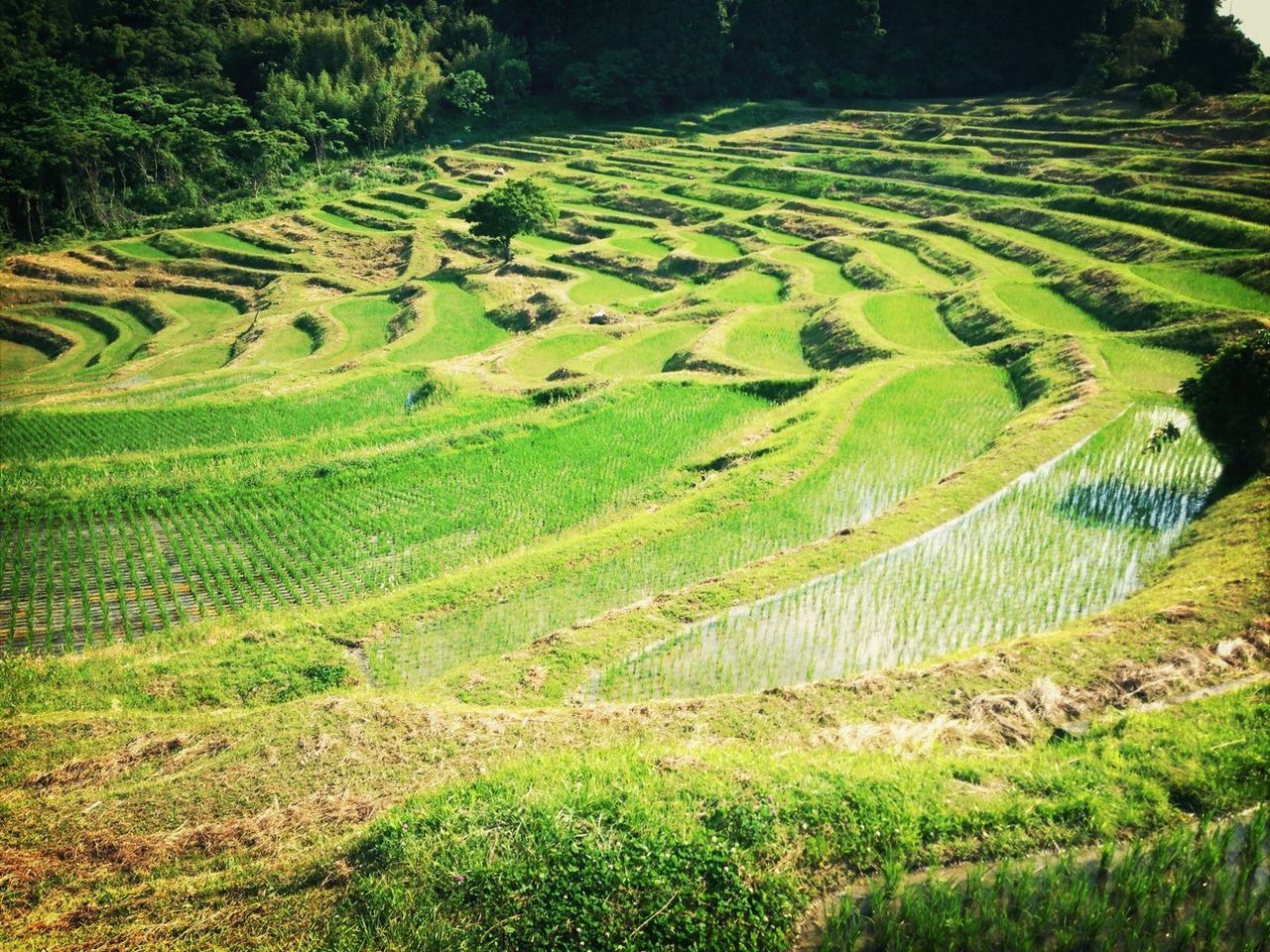 agriculture, green color, rural scene, field, landscape, farm, tranquility, tranquil scene, growth, grass, crop, cultivated land, nature, beauty in nature, scenics, high angle view, tree, plantation, green, rice paddy