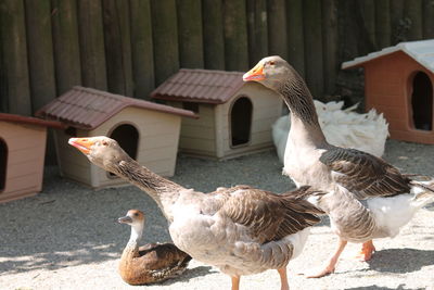 Close-up of geese perching outdoors