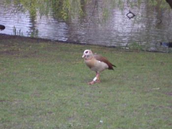 Bird in a field