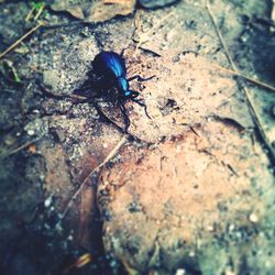 Close-up of insect on rock