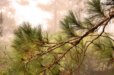 Low angle view of trees against sky