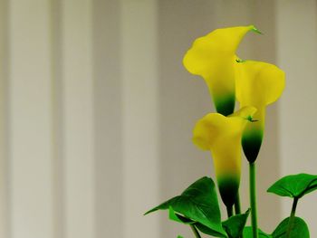 Close-up of yellow flower against wall at home