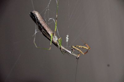 Close-up of mantis in spider web