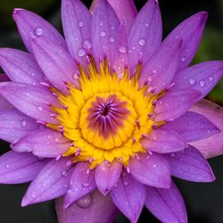 Close-up of wet purple flower