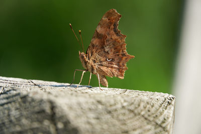 Close-up of butterfly