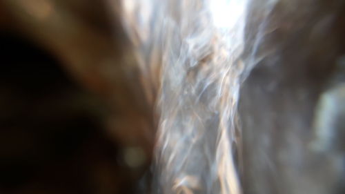 Close-up of plant against blurred background