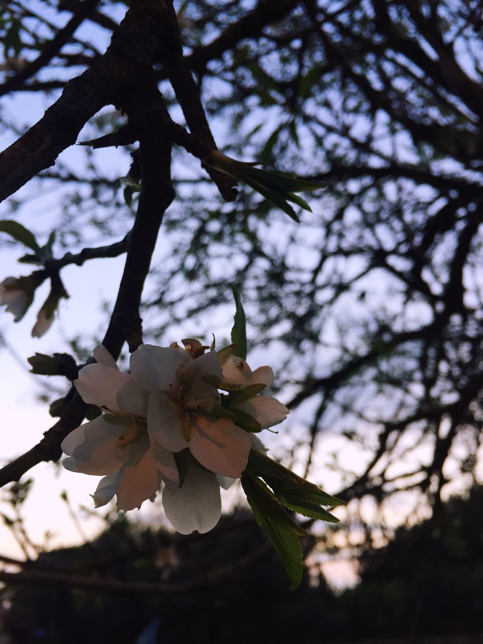 flower, nature, growth, beauty in nature, no people, tree, sky, petal, outdoors, fragility, close-up, blooming, flower head, low angle view, branch, day, freshness