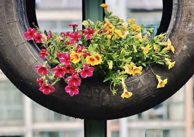 Close-up of potted plant