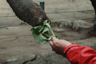 Cropped hand feeding elephant