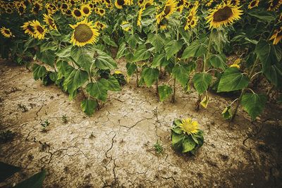 Sunflowers blooming on field