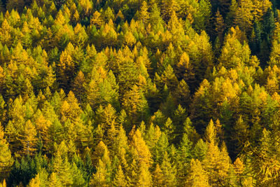 High angle view of yellow flowering trees in forest