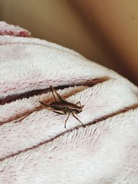 Close-up of grasshopper on blanket