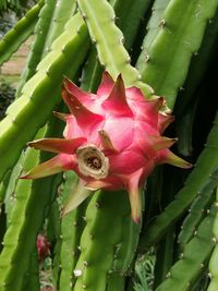 Close-up of pink flower