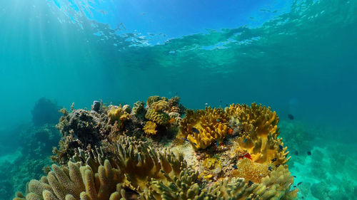 Blue sea water and tropical fish. tropical underwater sea fish. philippines.